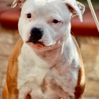 Cuccioli Staffordshire bull terrier