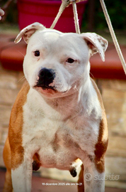 Cuccioli Staffordshire bull terrier