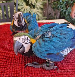 Baby Ara ararauna pet