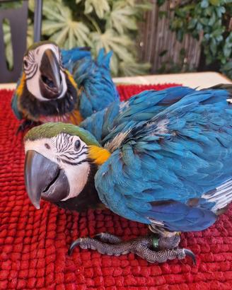 Baby Ara ararauna pet
