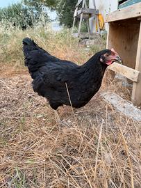 Gallo amrock