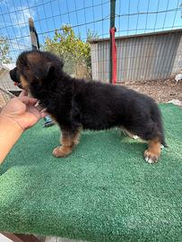 Super cuccioli selezionati (PEDIGREE ROSA)