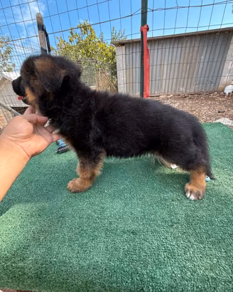 Super cuccioli selezionati (PEDIGREE ROSA)
