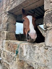 Cavallo