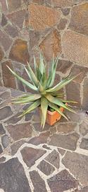 pianta Aloe