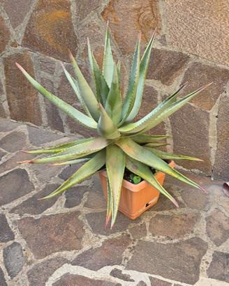 pianta Aloe