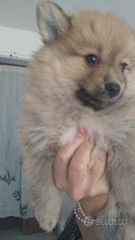 Cucciola
