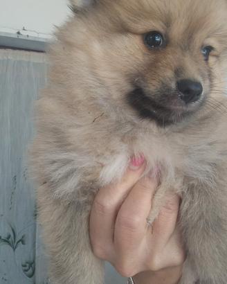 Cucciola
