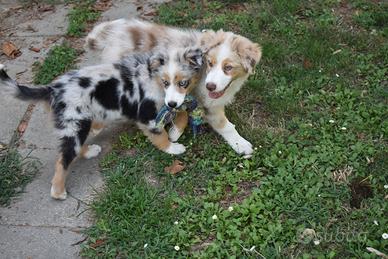 Australian Shepherd/Pastore Australiano