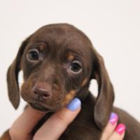 Cuccioli di bassotto cioccolato