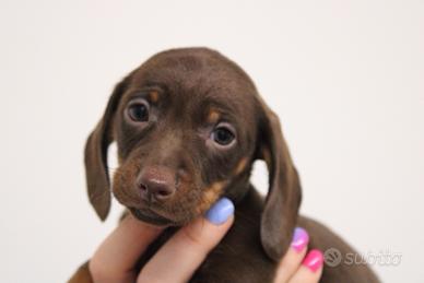 Cuccioli di bassotto cioccolato