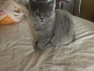 Gatto Persiano