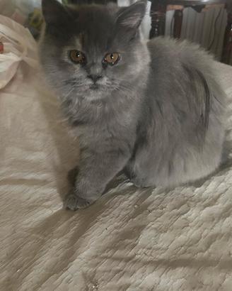 Gatto Persiano