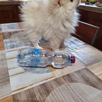 Cucciolo di Volpino spitz tedesco nano