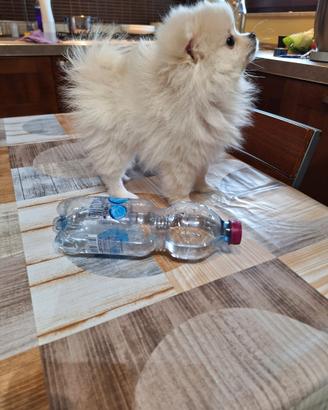 Cucciolo di Volpino spitz tedesco nano