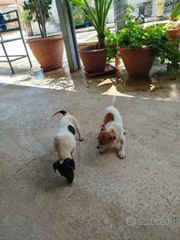 Cuccioli Jack Russell