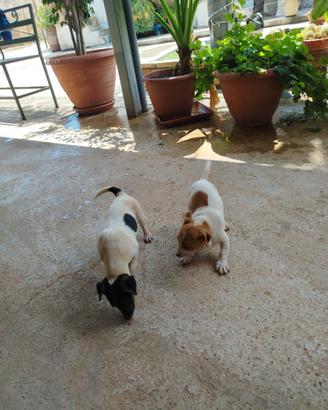 Cuccioli Jack Russell