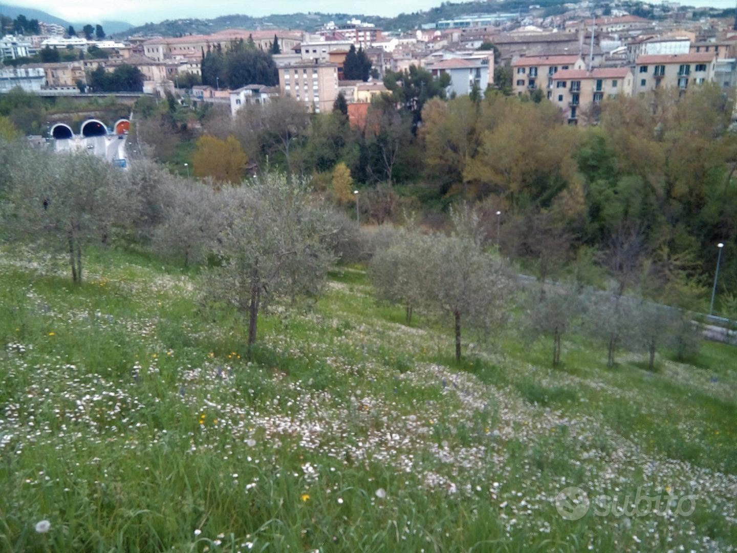 Terreno agricolo - Vista 5