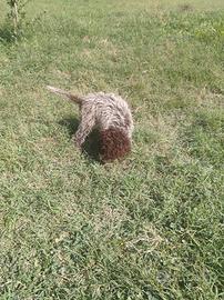 Cuccioli di lagotto romagnolo