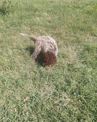 Cuccioli di lagotto romagnolo