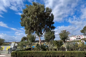Campomarino lido, bilocale, via dei tulipani
