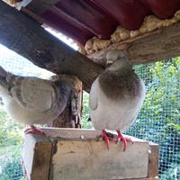 Colombi ,piccioni California doppio petto da carn