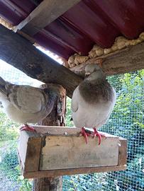 Colombi ,piccioni California doppio petto da carn