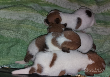 Cuccioli di jack russel