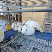 Conigli ariete nani mini lop