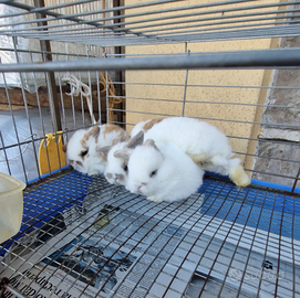 Conigli ariete nani mini lop