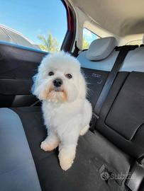 Maltese per monta