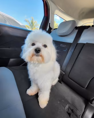 Maltese per monta