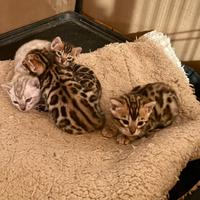 Gatto bengala cuccioli