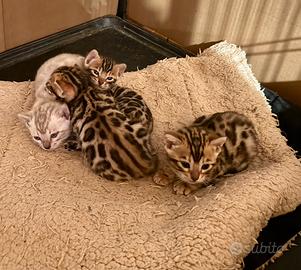 Gatto bengala cuccioli