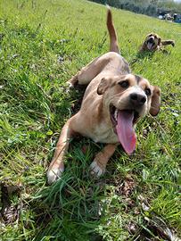 Adozione gratuita Harry