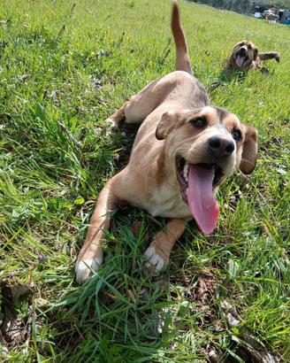 Adozione gratuita Harry