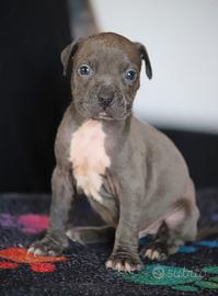 Cuccioli Pit Bull anche a rate