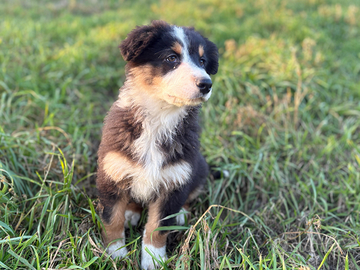 Cuccioli di pastore australiano