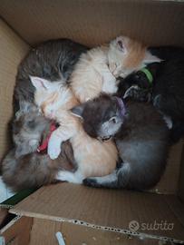 Gattini Maine coon