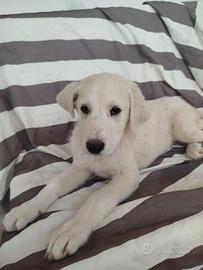 Cuccioli maremmano adozione