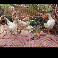 Galli nani e galline