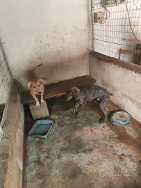 Cani da caccia al cinghiale segugio maremmano