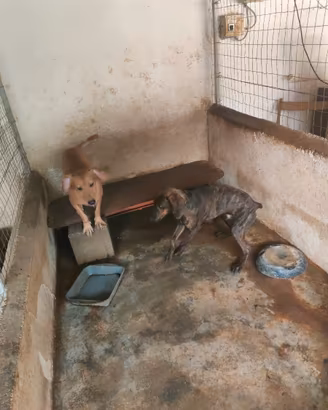 Cani da caccia al cinghiale segugio maremmano