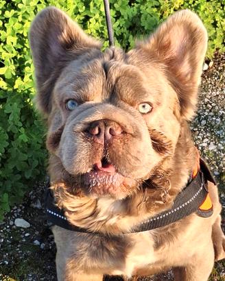 Stallone Monta/Vendita Fluffyl4 Bulldog Francese