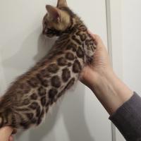 Cuccioli bengal