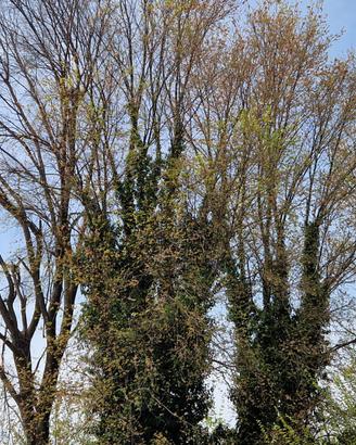 Legna da tagliare