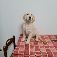 Golden retriver 4 mesi femminuccia