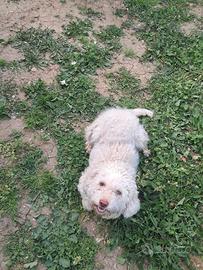 Lagotto