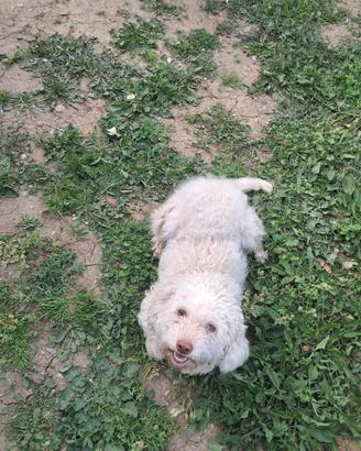 Lagotto