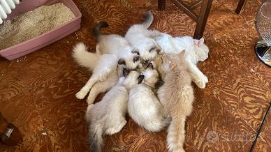 Cucciolo siberiano certificato ipoallergenico